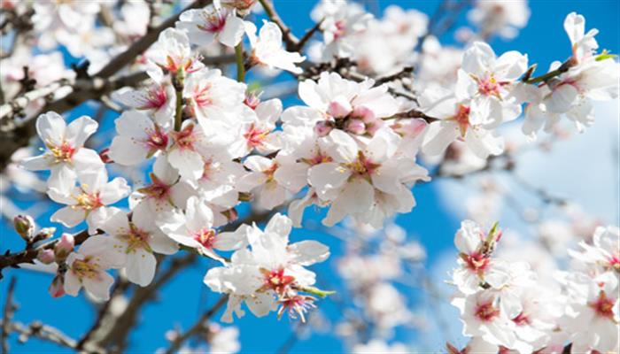 La leggenda dei fiori